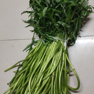 阳新县第一季芦篙嫩植