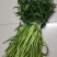 阳新县第一季芦篙嫩植