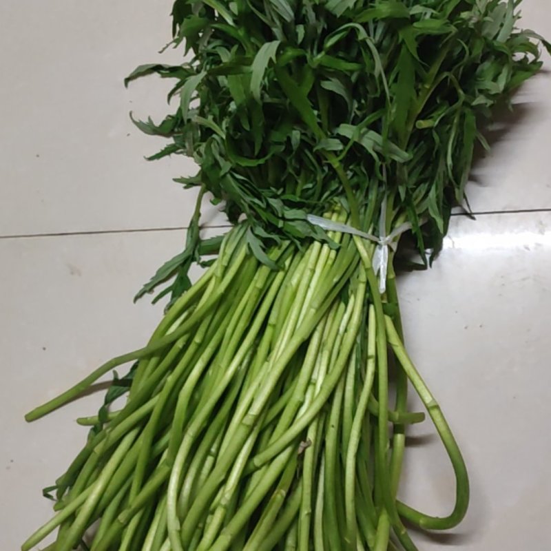 阳新县第一季芦篙嫩植
