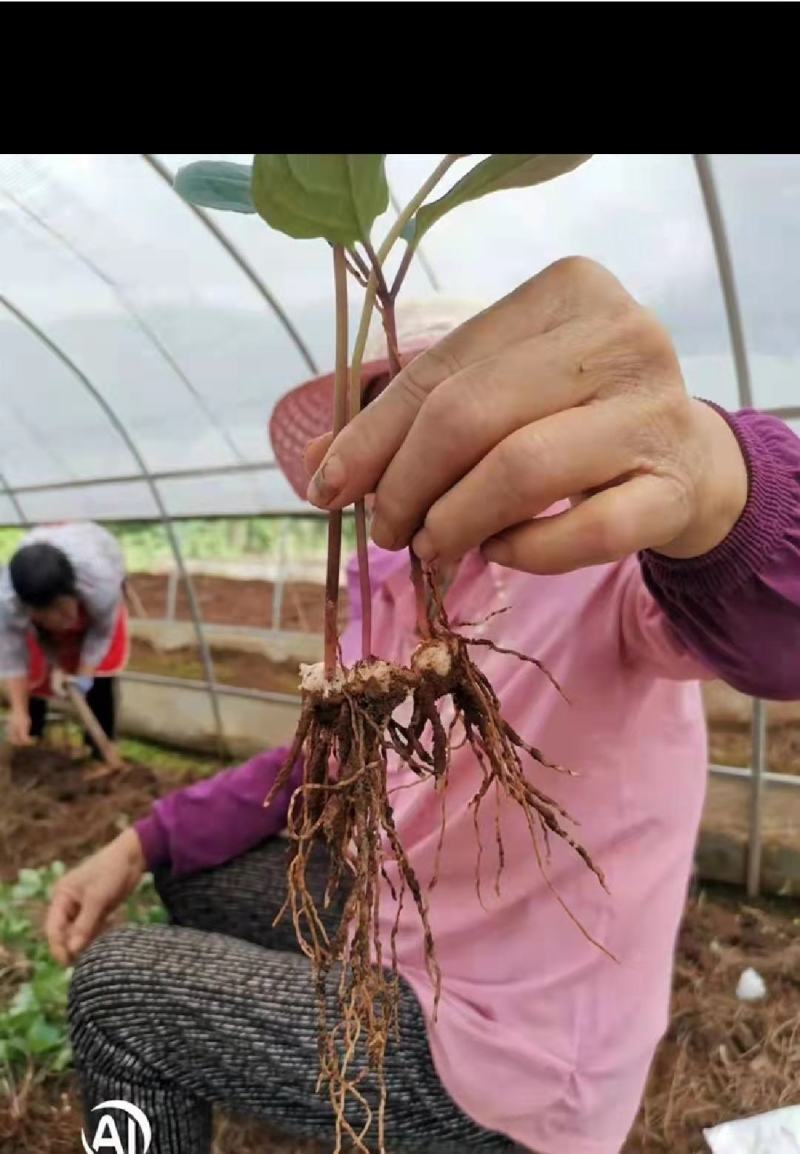 重楼苗，优质品种，四年大苗，包成活率90%以上