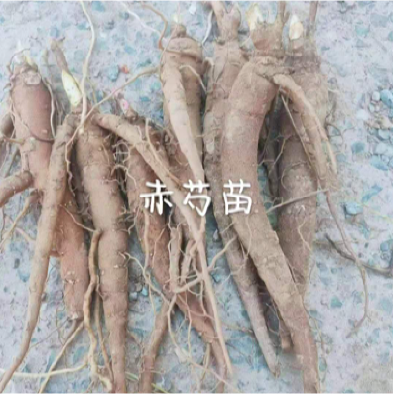 精选大优质赤芍苗，基地赤芍苗基地直销价格优惠赤芍苗