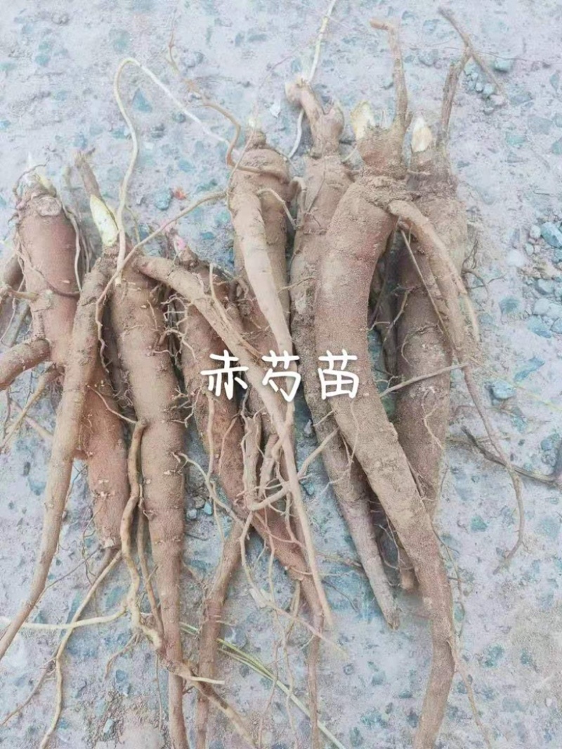 精选大优质赤芍苗，基地赤芍苗基地直销价格优惠赤芍苗
