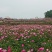 精选大优质赤芍苗，基地赤芍苗基地直销价格优惠赤芍苗