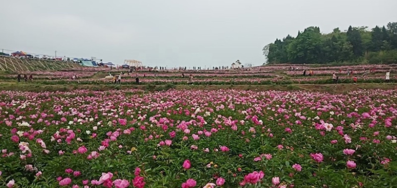 精选大优质赤芍苗，基地赤芍苗基地直销价格优惠赤芍苗