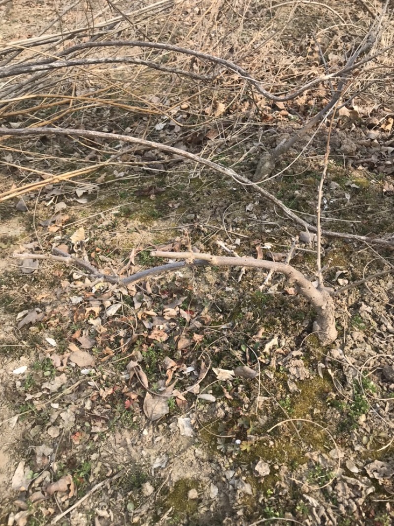 紫藤苗木基地，等用地大量处理一批种苗，可嫁接用，做盆景