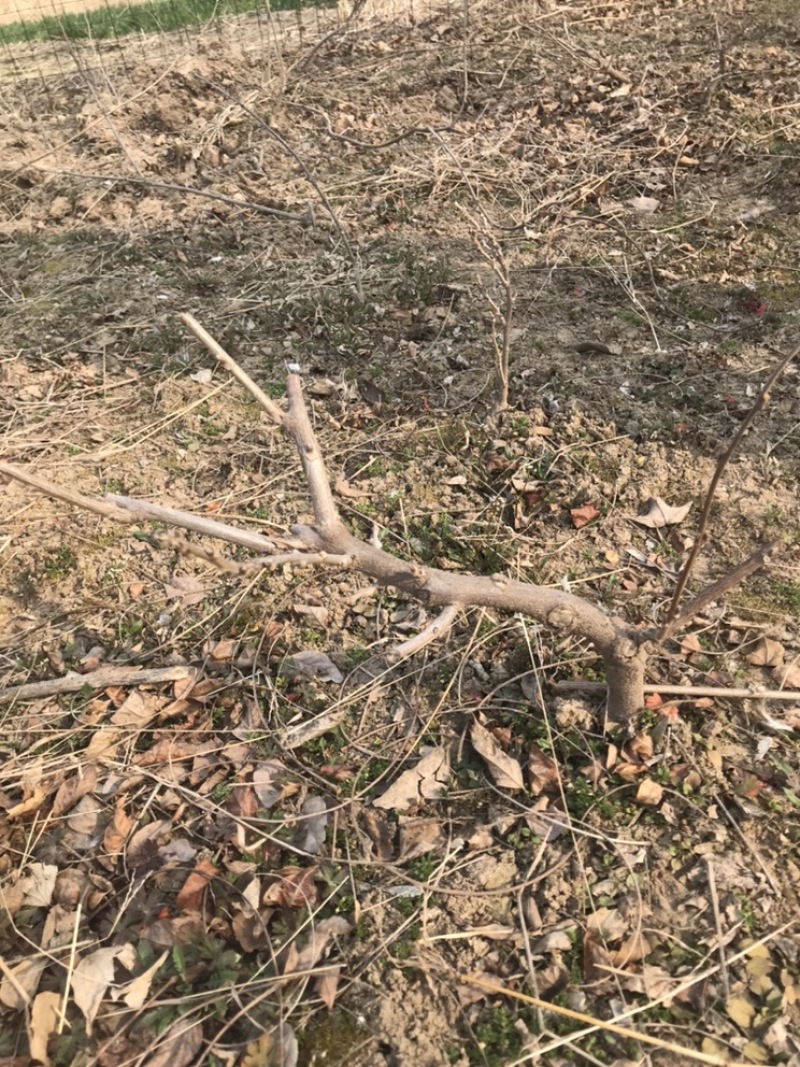 紫藤苗木基地，等用地大量处理一批种苗，可嫁接用，做盆景