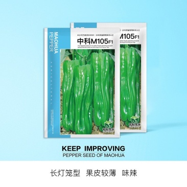 中科M105薄皮辣椒种子，苏椒五号类型大果，抗病微辣，鲜