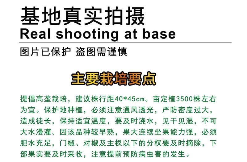 中科M105薄皮辣椒种子，苏椒五号类型大果，抗病微辣，鲜