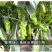中科M105薄皮辣椒种子，苏椒五号类型大果，抗病微辣，鲜