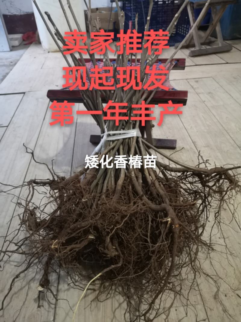 纯正红叶香椿树苗一手货源产地直销包活包技术