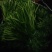 阳新县第一季芦篙嫩植
