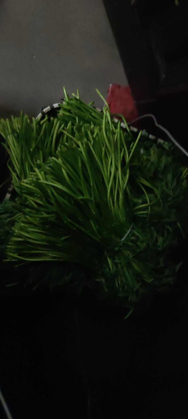 阳新县第一季芦篙嫩植