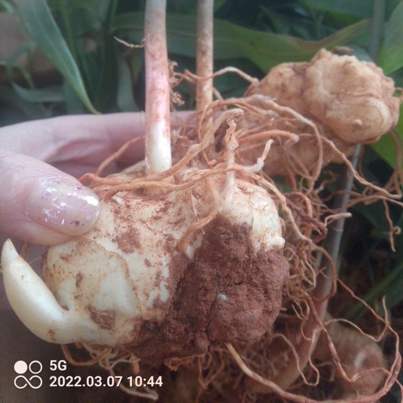 高杆大卷叶多花姜型不到苗甜黄精苗，规格你看得见的。