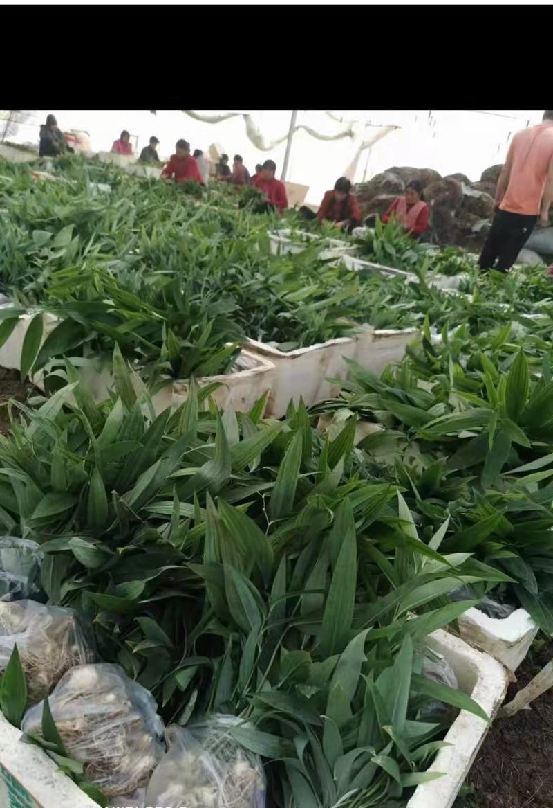 姜型多花不倒苗黄精，两年大苗，包成活率90%，产量更佳