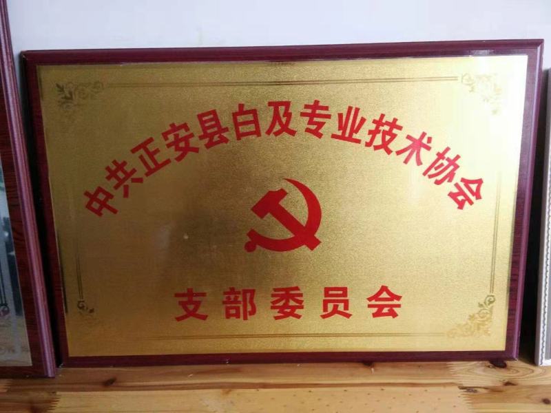 姜型多花不倒苗黄精，两年大苗，包成活率90%，产量更佳