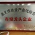 姜型多花不倒苗黄精,两年大苗,包成活率90%,产量更佳
