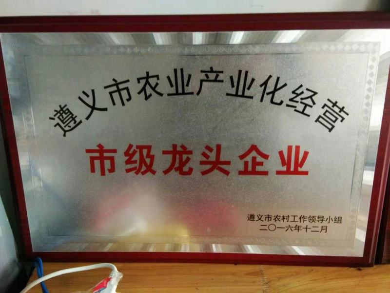 姜型多花不倒苗黄精，两年大苗，包成活率90%，产量更佳