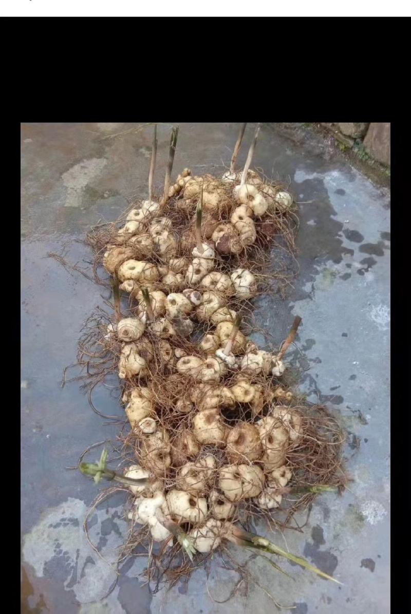 姜型多花不倒苗黄精，两年大苗，包成活率90%，产量更佳