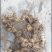 姜型多花不倒苗黄精,两年大苗,包成活率90%,产量更佳