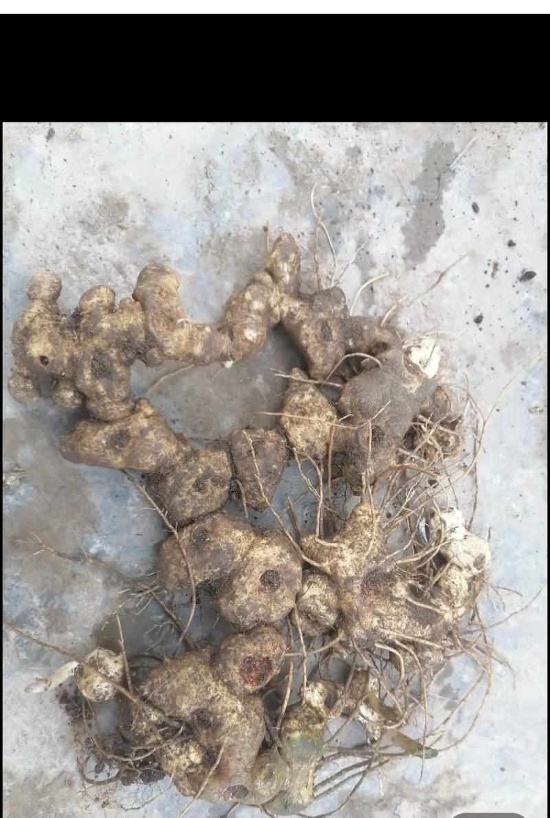 姜型多花不倒苗黄精，两年大苗，包成活率90%，产量更佳