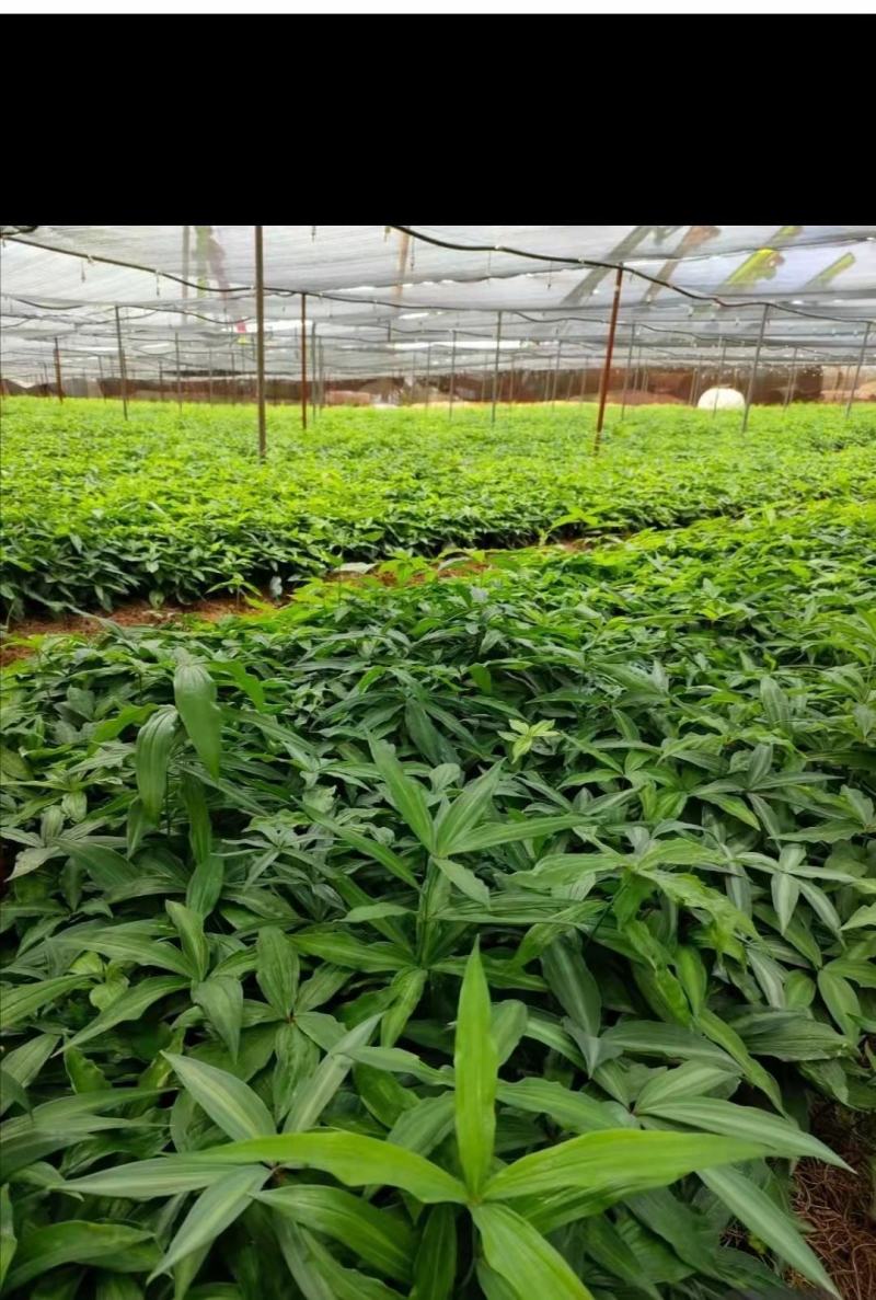 姜型多花不倒苗黄精，两年大苗，包成活率90%，产量更佳