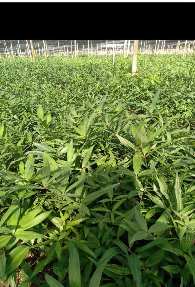 姜型多花不倒苗黄精，两年大苗，包成活率90%，产量更佳