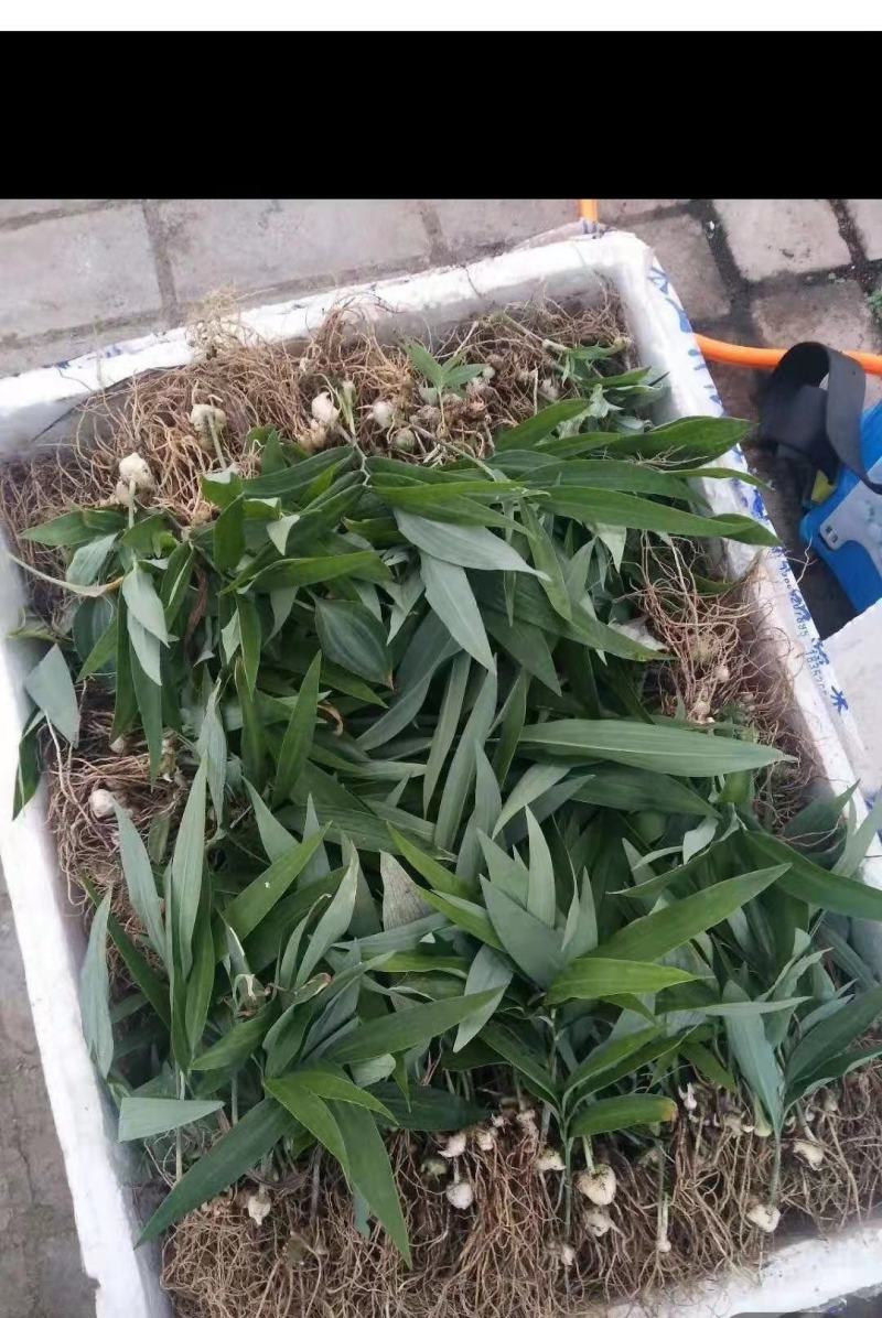 姜型多花不倒苗黄精，两年大苗，包成活率90%，产量更佳