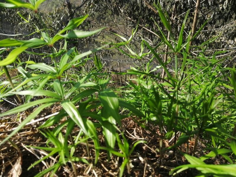 出售滇红花黄精苗，自己育的3年苗2年苗都有。
