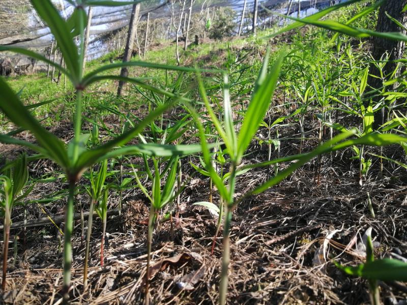 出售滇红花黄精苗，自己育的3年苗2年苗都有。