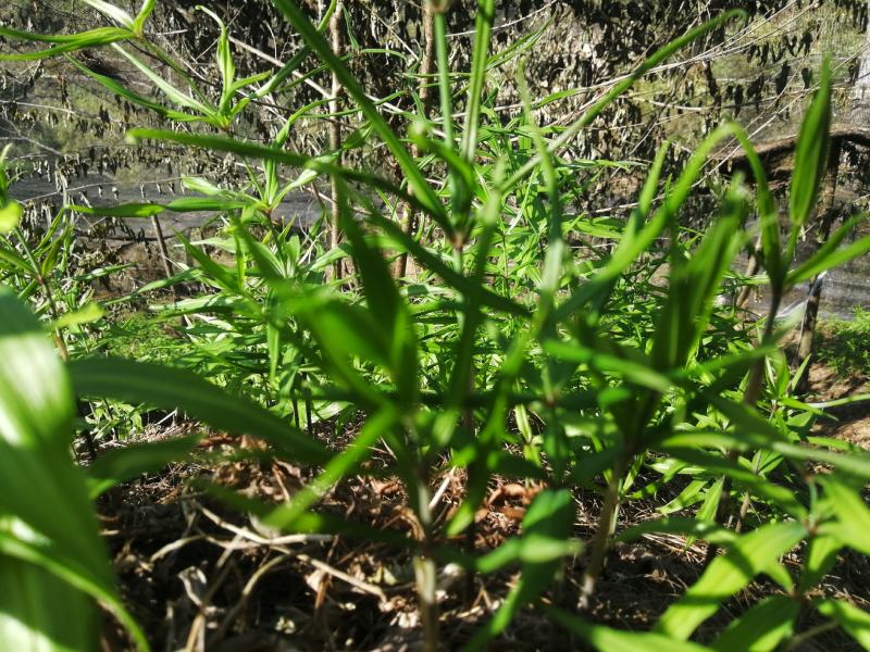 出售滇红花黄精苗，自己育的3年苗2年苗都有。