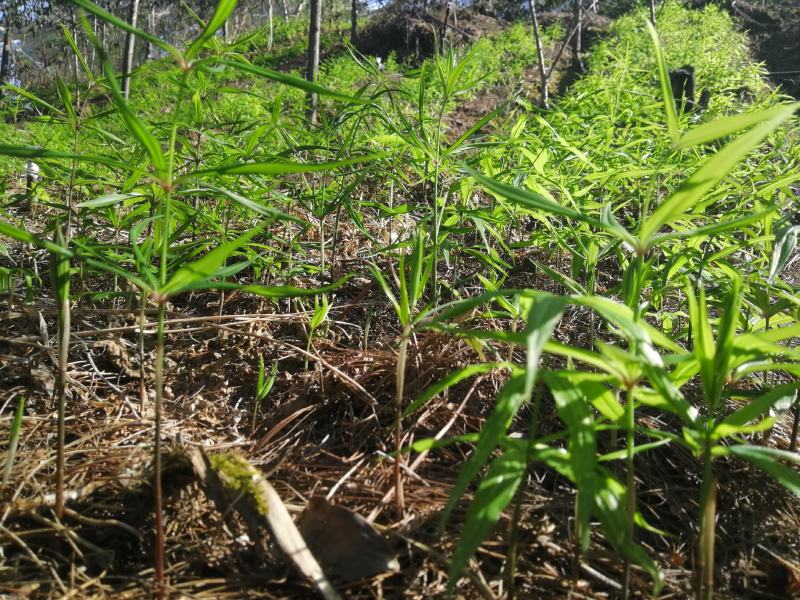 出售滇红花黄精苗，自己育的3年苗2年苗都有。