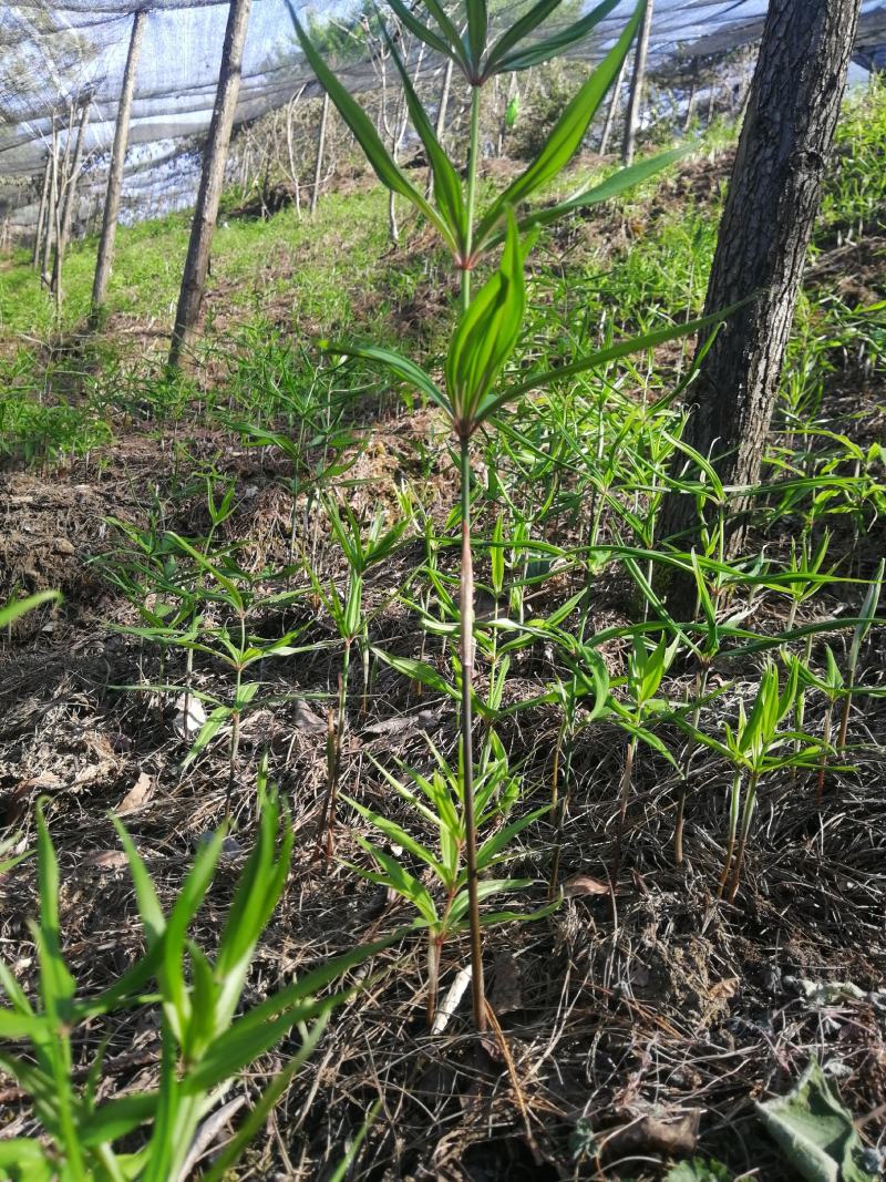 出售滇红花黄精苗，自己育的3年苗2年苗都有。