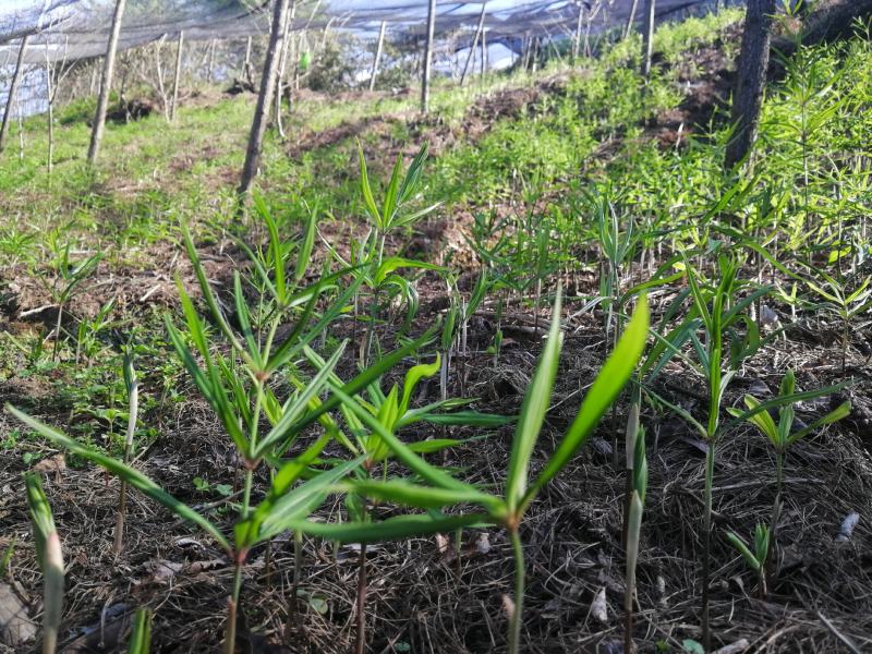 出售滇红花黄精苗，自己育的3年苗2年苗都有。