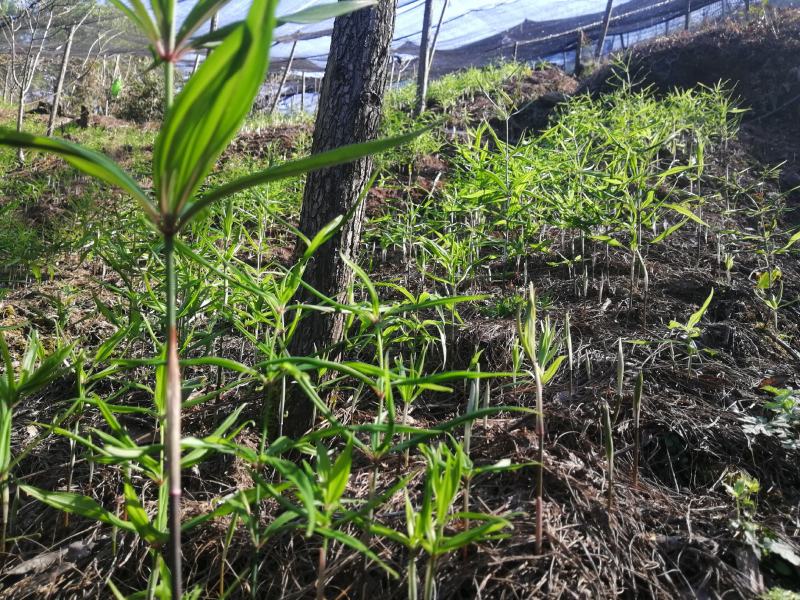 出售滇红花黄精苗，自己育的3年苗2年苗都有。