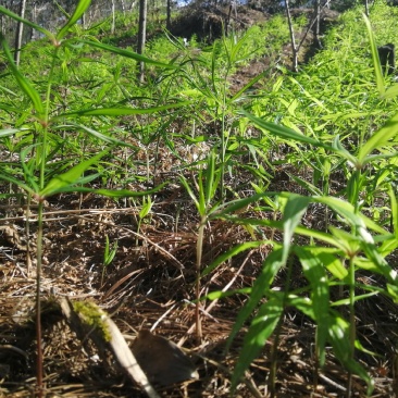 出售滇红花黄精苗，自己育的3年苗2年苗都有。