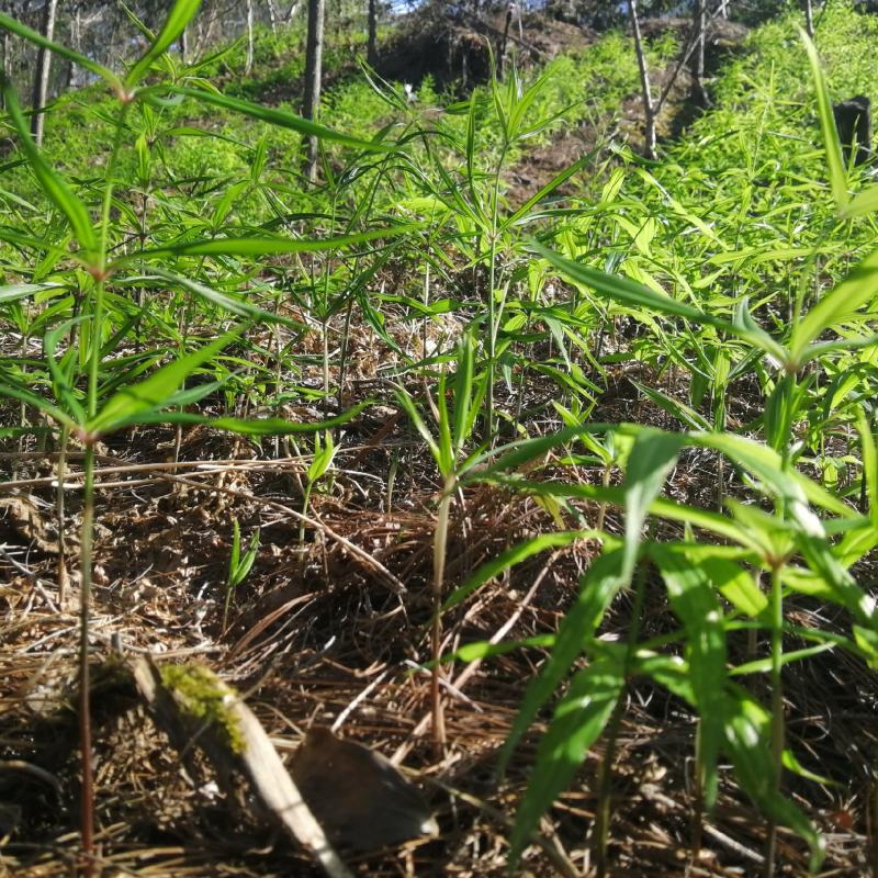 出售滇红花黄精苗，自己育的3年苗2年苗都有。