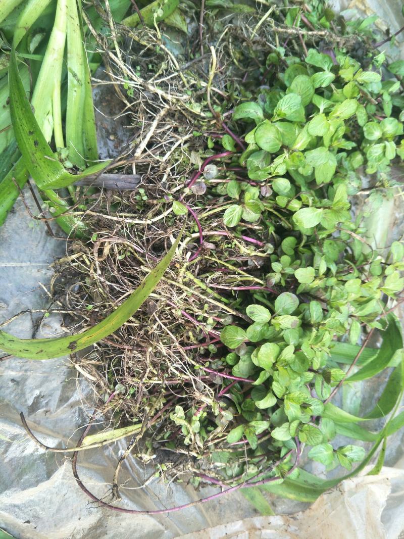野生薄荷苗，可盆栽，绿化，药材种植，无农药残留，药用价值