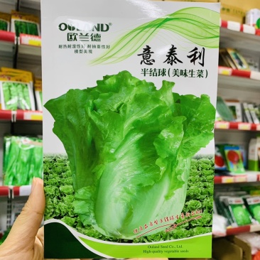 美味生菜种子欧兰德意泰利半结球生菜种子叶色翠绿耐热耐湿