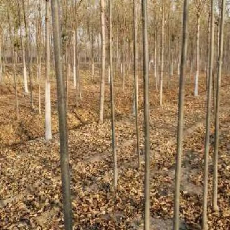 白蜡小苗大量供应。价格便宜。上货快，杜绝忽悠