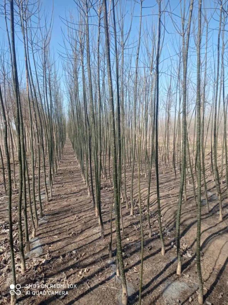白蜡小苗大量供应。价格便宜。上货快，杜绝忽悠