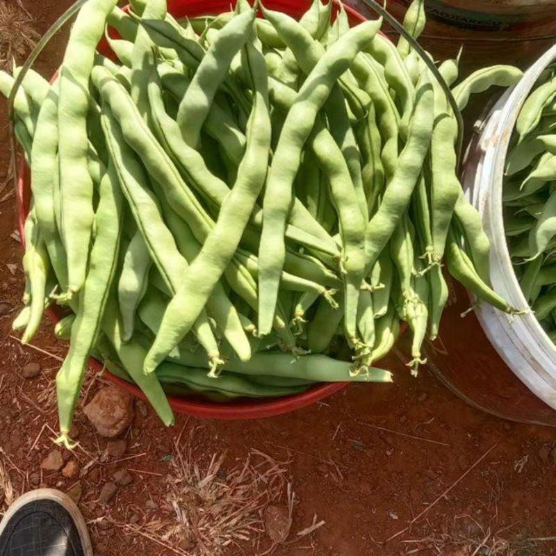 攀枝花优质蔬菜大青豆