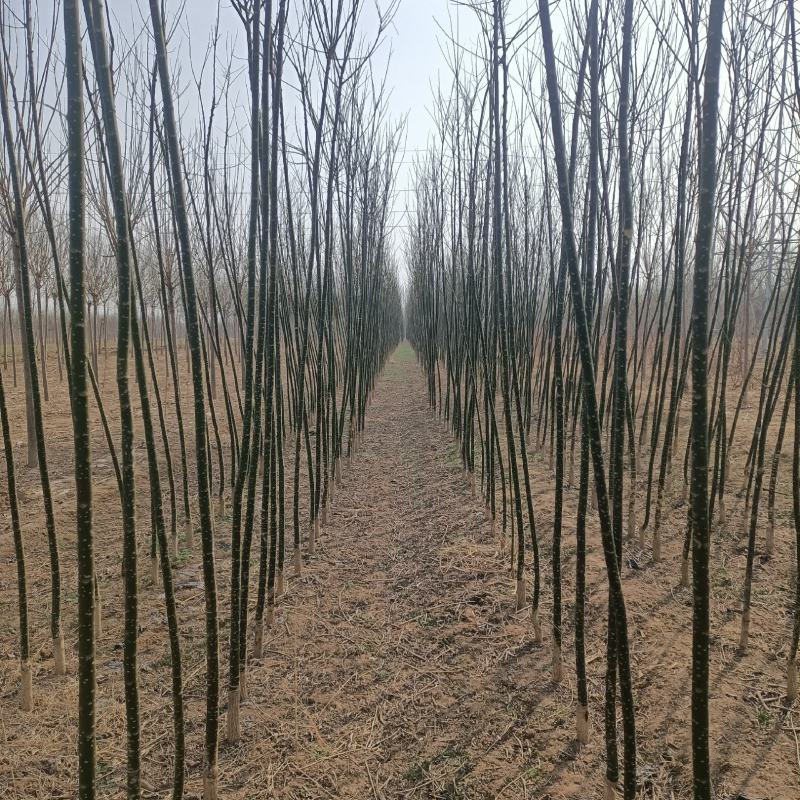 国槐小苗大量供应，一手货源，上货快，价格便宜，杜绝忽悠