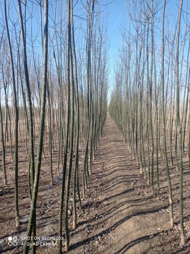 国槐小苗大量供应，一手货源，上货快，价格便宜，杜绝忽悠