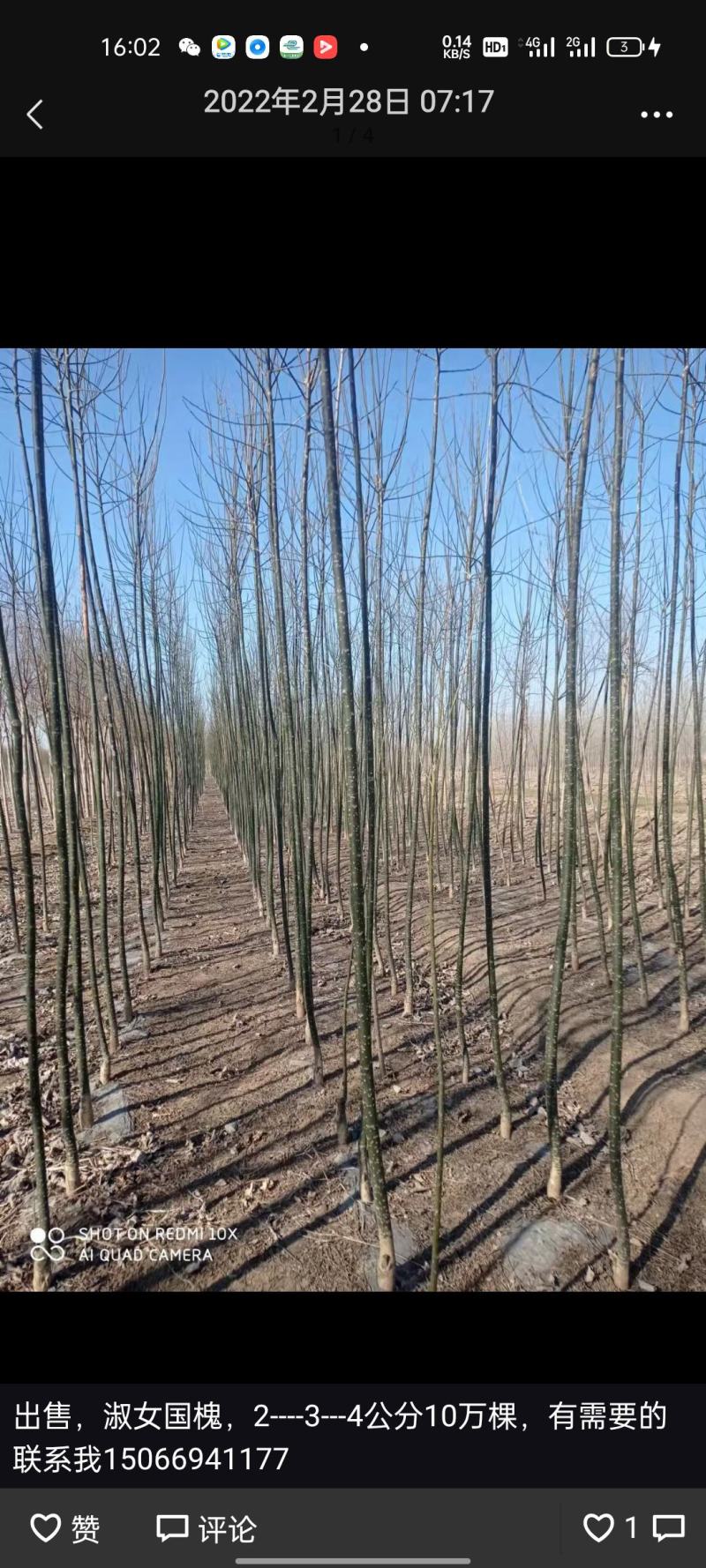 国槐小苗大量供应，一手货源，上货快，价格便宜，杜绝忽悠