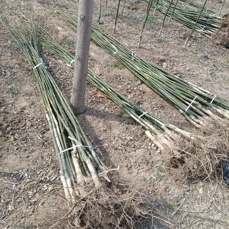 国槐小苗大量供应，一手货源，上货快，价格便宜，杜绝忽悠