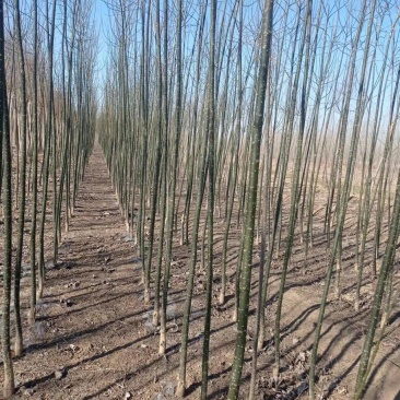 国槐小苗大量供应，一手货源，上货快，价格便宜，杜绝忽悠