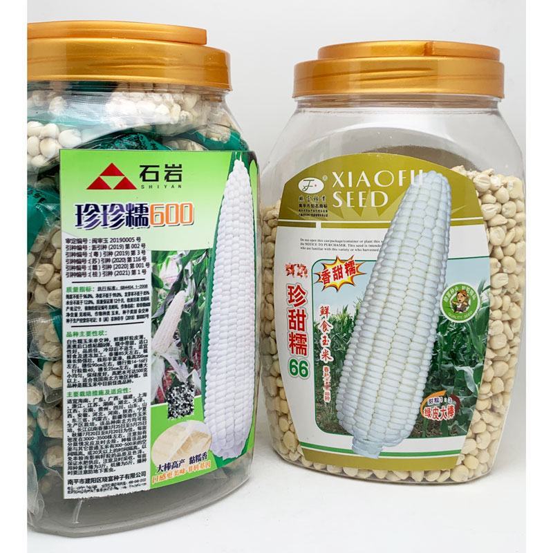 晓富种业珍甜糯66白甜糯玉米种子大棒甜加糯粘白玉米种子