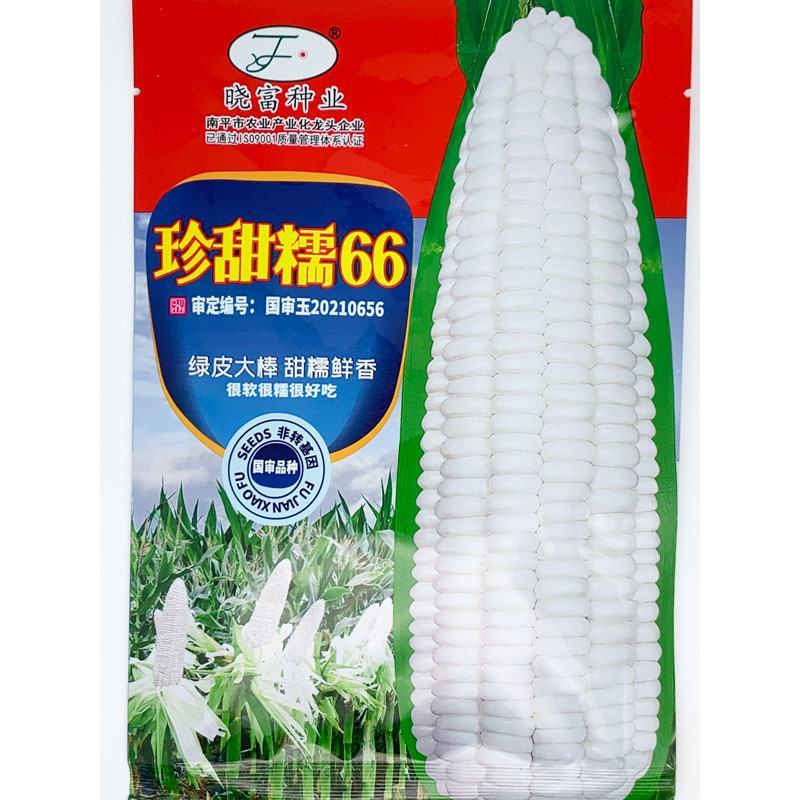 晓富种业珍甜糯66白甜糯玉米种子大棒甜加糯粘白玉米种子