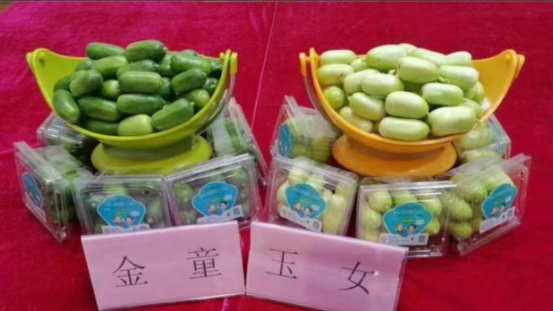 博韬节节瓜囗早熟抗病肉质脆嫩鲜吃结瓜20个亩产16000