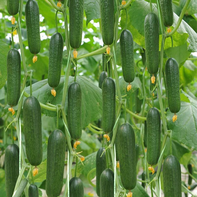 博韬节节瓜囗早熟抗病肉质脆嫩鲜吃结瓜20个亩产16000
